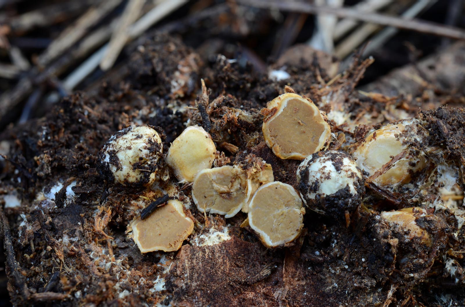 Представитель Семейства Sclerogastraceae
